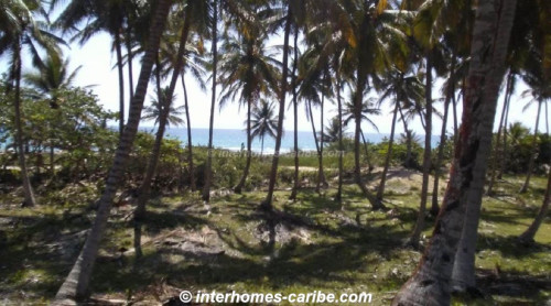 photos for SABANETA DE YASICA: THE LAST LOT WITH DIRECT BEACH LOCATION ON THE NATURAL LA BOKA BEACH